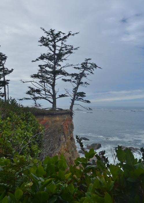 trees on edge of cliff ready to fall 